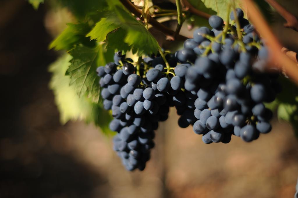 Agriturismo Tenuta Conti Faina 프라타토디나 객실 사진